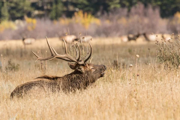 Bull Elk Bugling in Rut — Stock Photo, Image