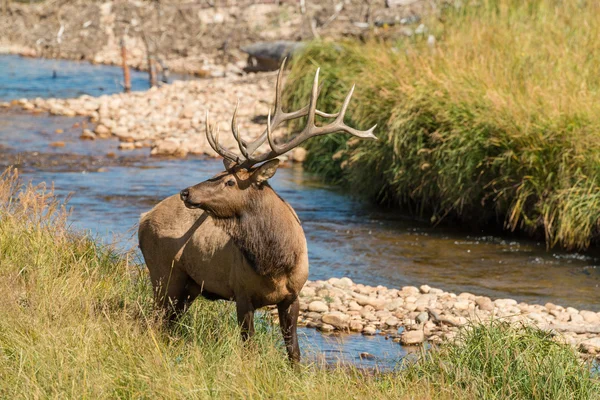 Bull Elk in Rut — Stock Photo, Image