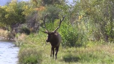 Rut 'ta Boğa Geyiği