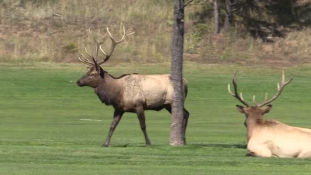 Bull Elk in Rut — Stock Video