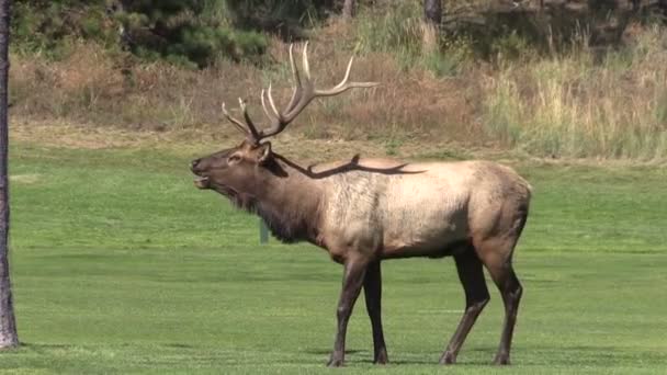 Bull Elk in Rut — Stock Video