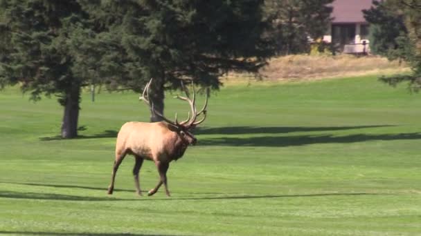 Bull Elk in Rut — Stock Video