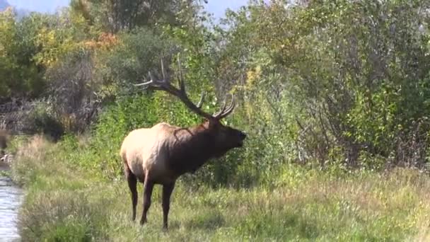 Bull Alce Bugling in Rut — Video Stock