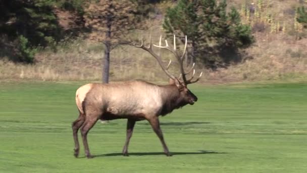 Bull Elk in Rut — Stock Video