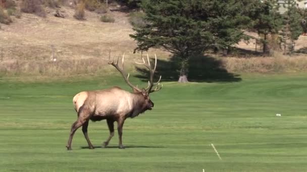 Bull Elk in Rut — Stock Video