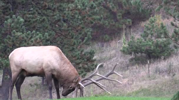 Bull Elk in Rut — Stock Video