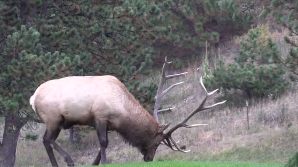 Bull Elk in Rut — Stock Video