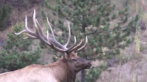 Bull Elk in Rut — Stock Video