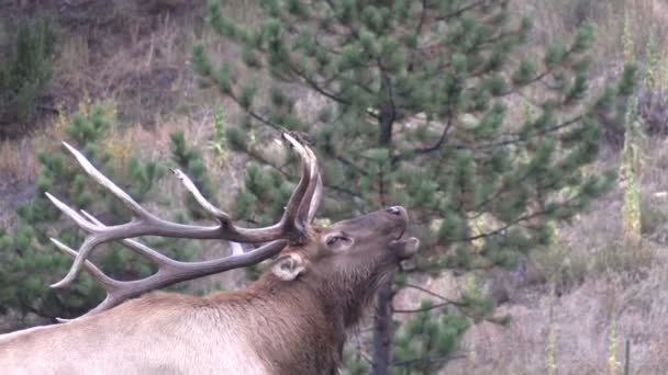 Bull Elk in Rut — Stock Video