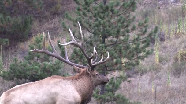 Bull Elk in Rut — Stock Video