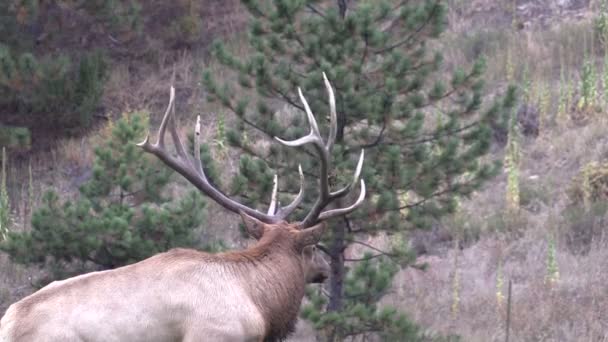 Bull Elk in Rut — Stock Video