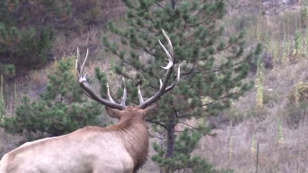 Bull Elk in Rut — Stock Video