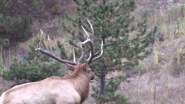 Bull Elk in Rut — Stock Video