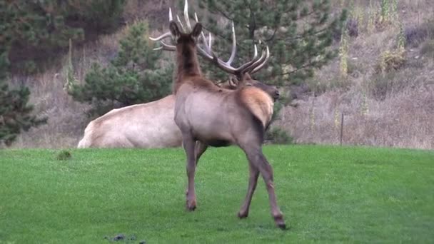 Bull Elk in Rut — Stock Video