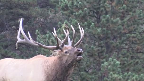 Toro Elk Bugling — Vídeos de Stock