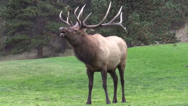 Toro Elk Bugling — Vídeos de Stock