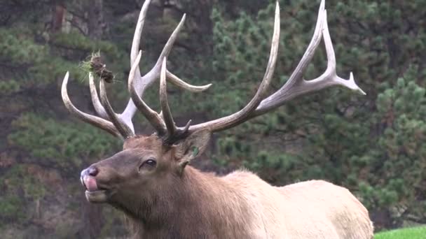 Bull elk kojotů — Stock video