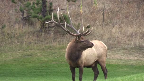 Bull elk kojotů — Stock video