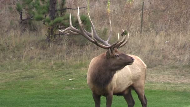 Bull Elk Bugling — Stock Video