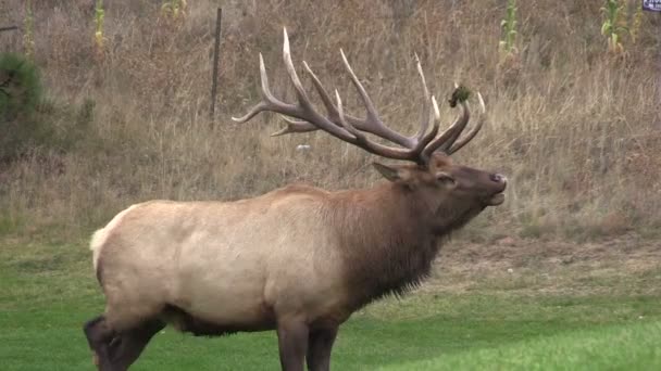 Bull Elk Bugling — Stock Video