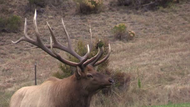 Wapiti à Rut