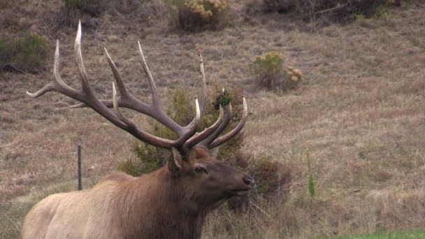 Bull Elk i Rut — Stockvideo