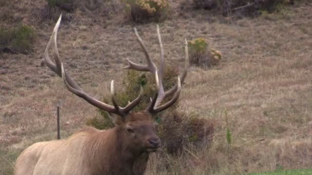 Bull Elk i Rut — Stockvideo