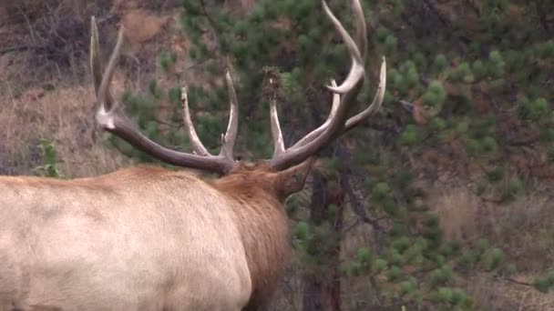 Bull Elk in Rut — Stock Video