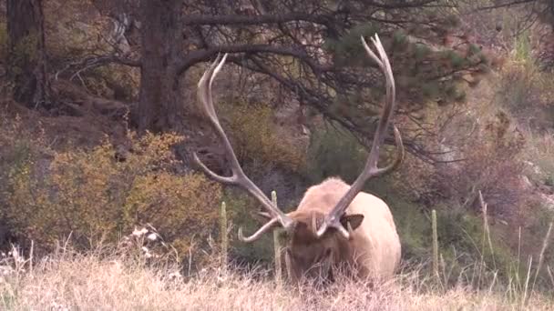 Bull elk kojotů — Stock video