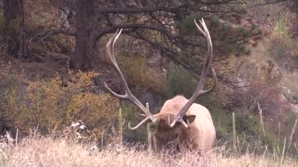 Bull Elk Bugling — Stock Video