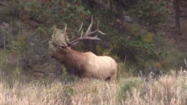 Boğa Geyiği Bugling