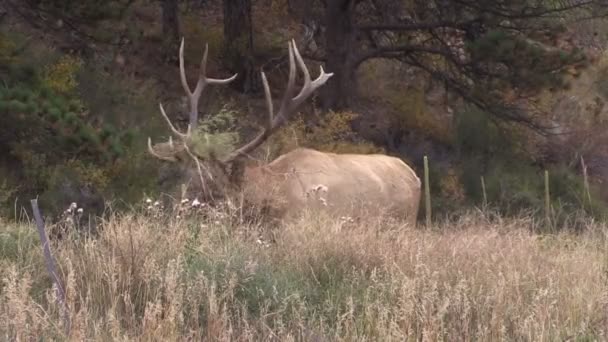 Bull elk kojotů — Stock video