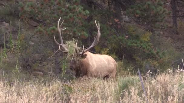 Bull Elk Bugling — Stock Video