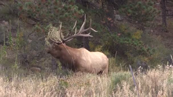 Bull Alce Bugling — Video Stock