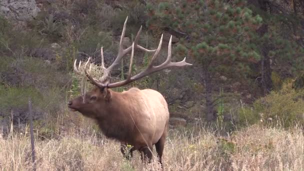 Bull elk kojotů — Stock video