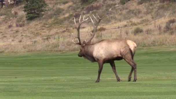 Bull Elk in Rut — Stock Video