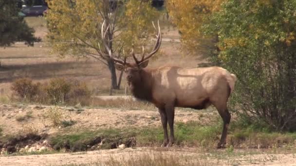 Bull Elk in Rut — Stock Video