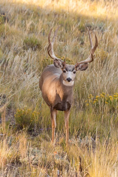 Katır Geyiği Buck — Stok fotoğraf