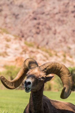 çöl bighorn koyun ram