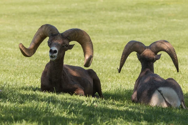 Sivatagi bighorn juh kosok — Stock Fotó