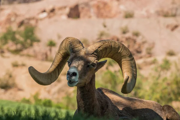 Öken bighorn sheep ram — Stockfoto