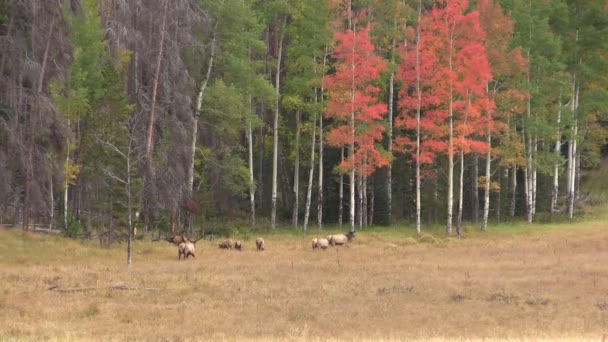 Elk Herd em Outono Paisagem — Vídeo de Stock