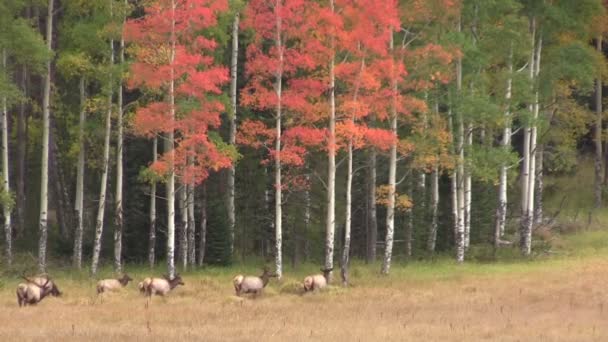Elanden kudde in herfst landschap — Stockvideo