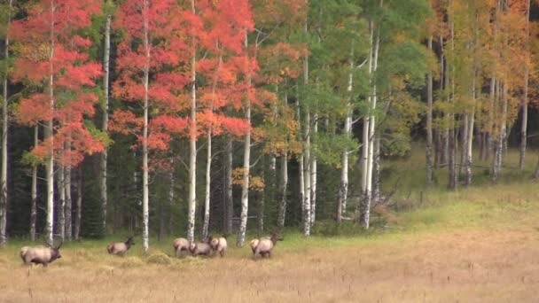 Elk Herd en otoño Paisaje — Vídeo de stock