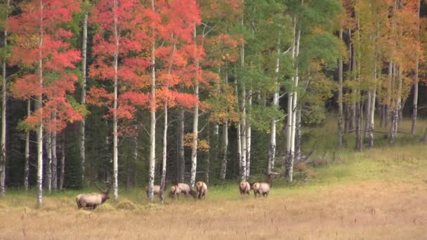 Älg besättningen i höst landskap — Stockvideo