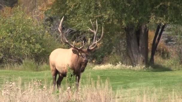 Bull Elk in Rut — Stock Video