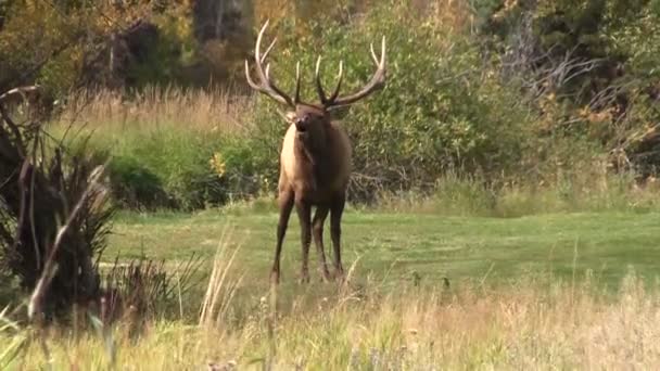 Toro Elk Bugling — Vídeos de Stock