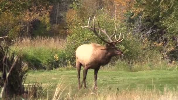 Bull Elk in Rut — Stock Video