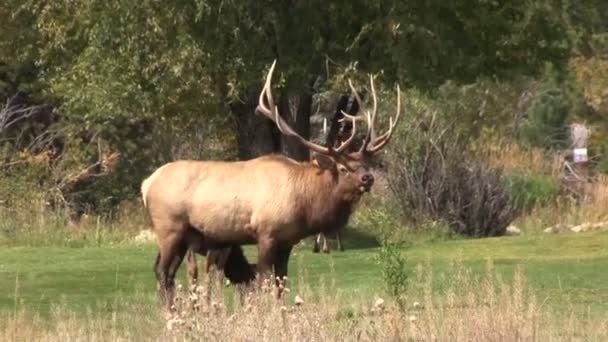 Лося Bull Bugling — стокове відео