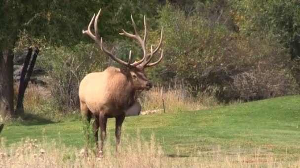 Bull elk kojotů — Stock video